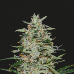 White Russian OG Feminised