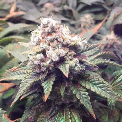 White Tahoe Cookies Feminised White Tahoe Cookies Feminised