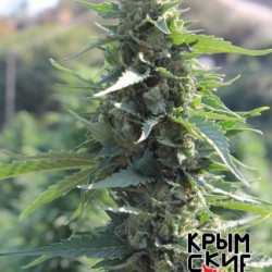 White Krim Widow Feminised White Krim Widow Feminised