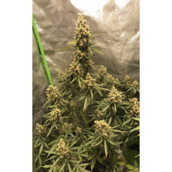 AK Skunk Auto Feminised AK Skunk Auto Feminised