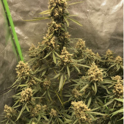 AK Skunk Auto Feminised AK Skunk Auto Feminised