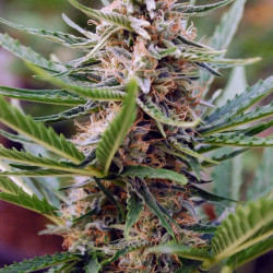 Auto Черномор Feminised Auto Черномор Feminised