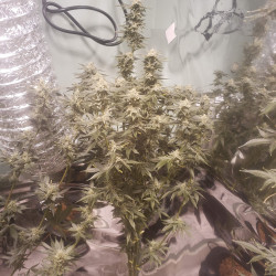 Kabul Express Kabul Express