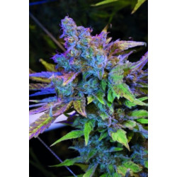 Auto Critical 420 Feminised Auto Critical 420 Feminised