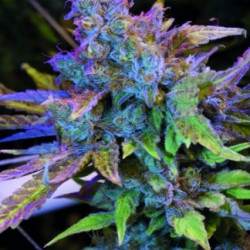 Auto Critical 420 Feminised Auto Critical 420 Feminised