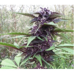 Purple Mazar Auto Purple Mazar Auto