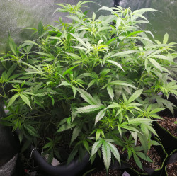 White Critical Express