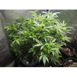 White Critical Express