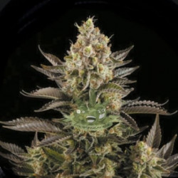 White Widow Feminised