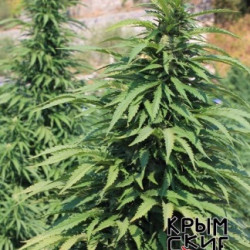 Auto Черномор Feminised Auto Черномор Feminised