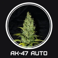 Auto AK47 Feminised