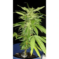 Black Domina x Rosetta