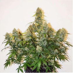 Auto Colorado Cookies Femised