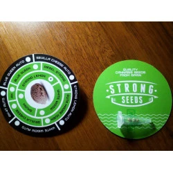 Strong Lemon Feminised