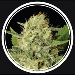 Auto Sevilla Cheese Feminised