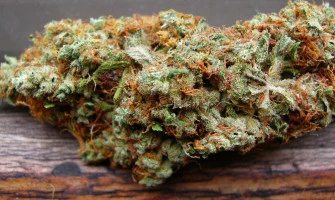 Сорт АК47, історія та характеристики