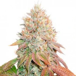 Auto Banana Blaze feminised