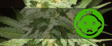 Для новичков