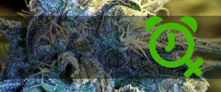 Автоцветущие семена конопли