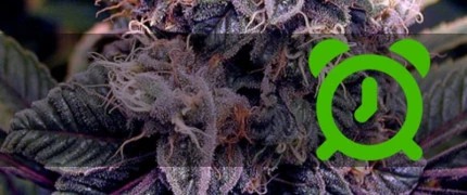 Автоцветущие семена конопли