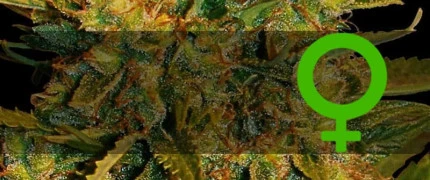 Феминизированные сорта конопли