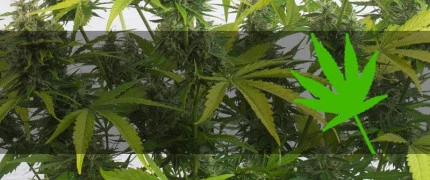 Сатива семена