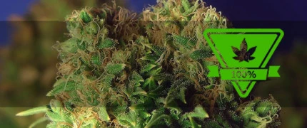 В фирменной упаковке