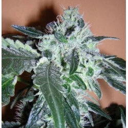 Black Domina x Rosetta