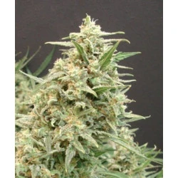 Snow White Amsterdam Feminised