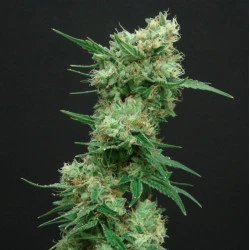 White Widow Feminised