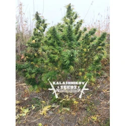 Кубанский убийца Feminised