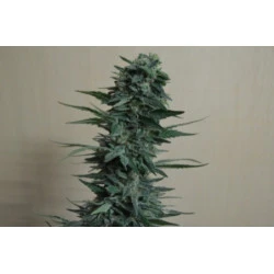 Кубанский убийца Feminised