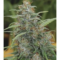 Mandala #1 Feminised