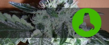 Слабопахнущие