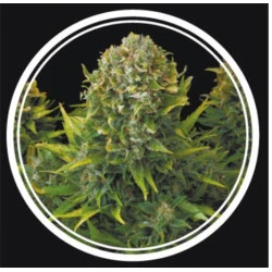 Strong Lemon Feminised